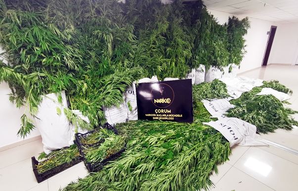 HİNT KENEVİRİ YAKALANDI