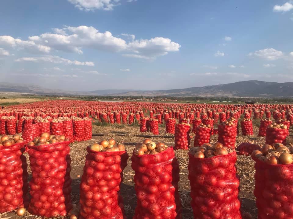 Üretici: Soğan fiyatı maliyetinin çok altında