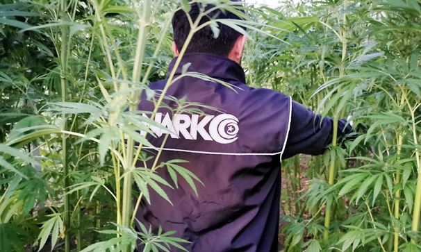 HİNT KENEVİRİ YAKALANDI