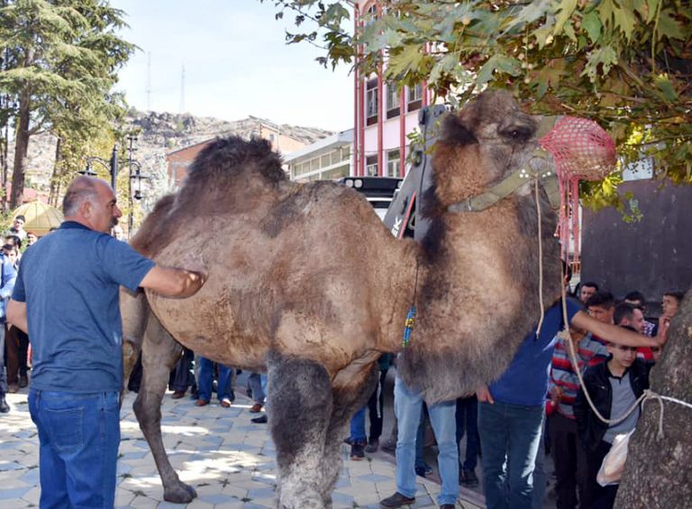 BAYRAM DEĞİL, SEYRAN DEĞİL  BU DEVE NİYE KESİLDİ?