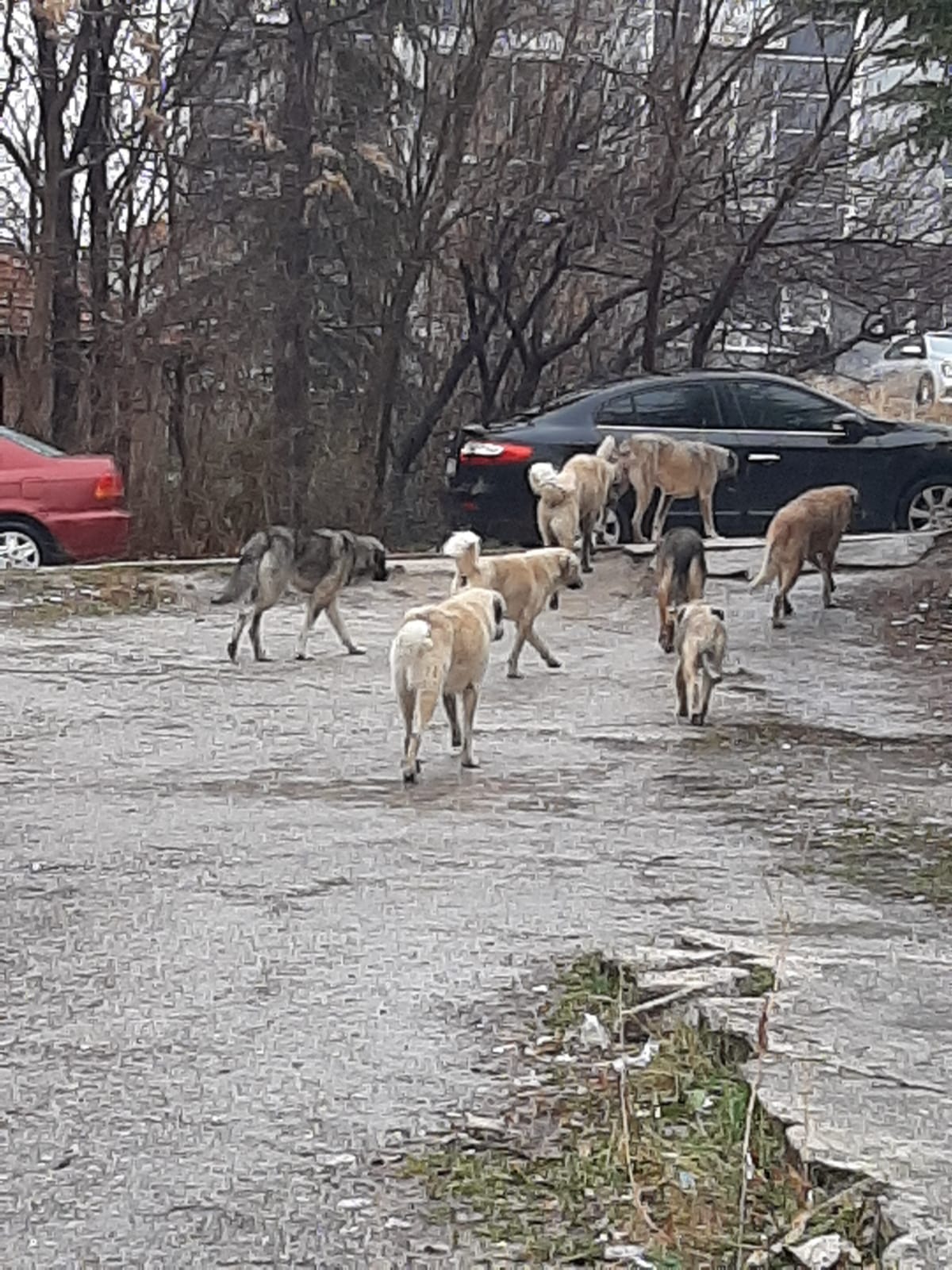 BAŞI BOŞ KÖPEKLER RAHATSIZ EDİYOR